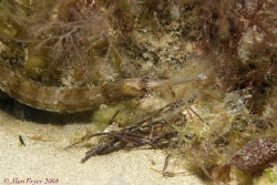 Greater Pipefish, Trefor North Wales, Nikon D80, 60mm by Alan Fryer 